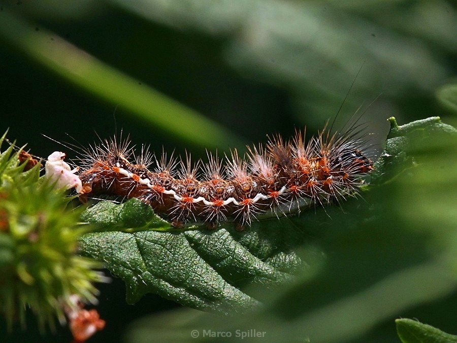 Bruco da identificare - Acronicta (Viminia) rumicis